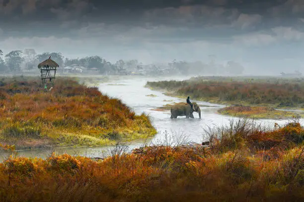 chitwan national park img