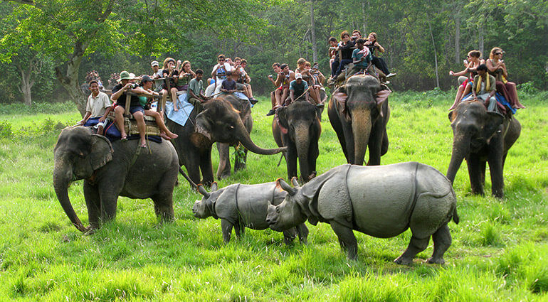 elephant img
