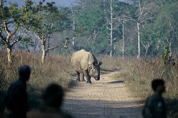 one-horned rhino